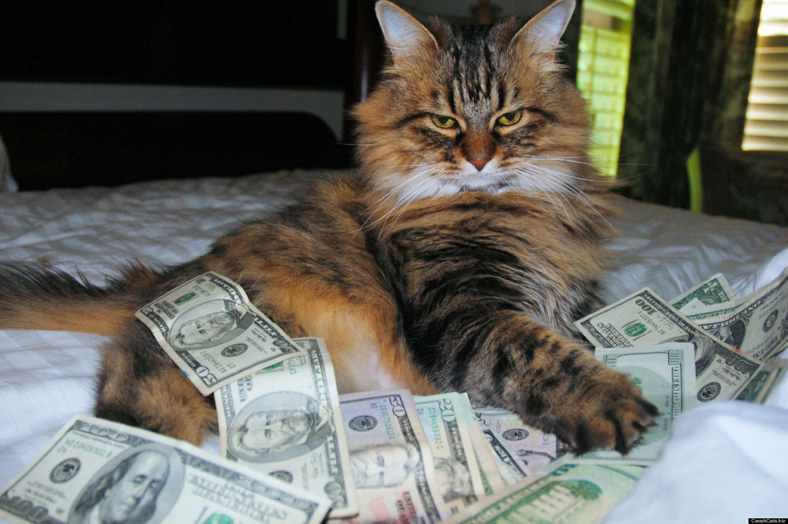 cash cat