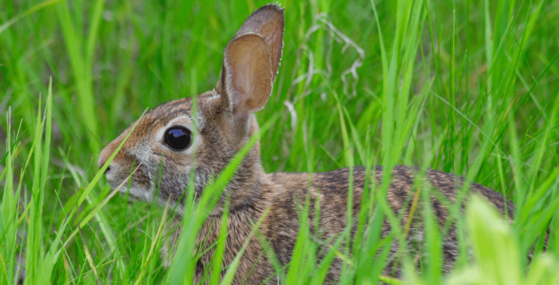 post image for The Tortoise, The Hare, Your Startup, And Revenue Multiples