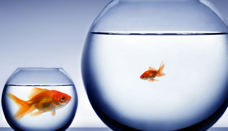 How A Fish Can Help You Sell